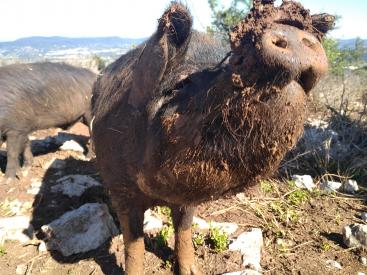 Nos cochons et nos vaches ont besoin de vous !