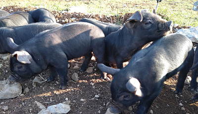 Mon élevage de porcs est entièrement clôturé »